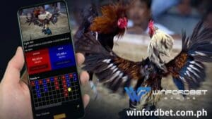 WINFORDBET ay legit kaya maaari kang tumaya dito at tamasahin ang pinakamahusay na online sabong, huwag mag-alala!