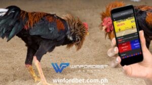 Sa kabutihang palad, sa online sabong, makakakuha ka ng ideya kung gaano kalaki ang palaban ng gamefowl.